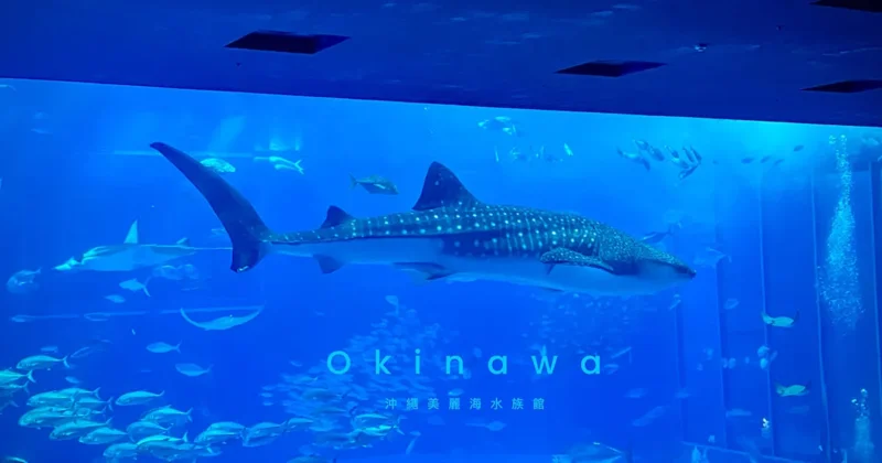 okinawa-solo-travel